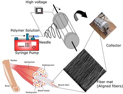 Harnessing Fiber Diameter-Dependent Effects of Myoblasts Toward Biomimetic Scaffold-Based Skeletal Muscle Regeneration